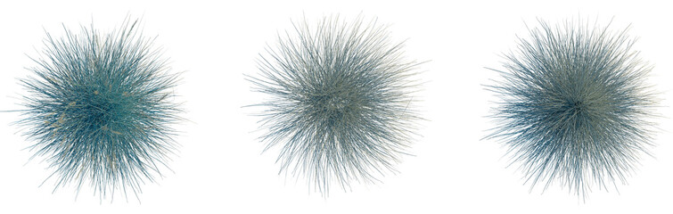 Festuca glauca tree plan, top view, cutout, transparent background, isolate, Abstract blue floral tufts display artistic, modern design elements © DH Tree Stock