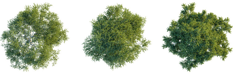 Naklejka premium Juniperus oxycedrus tree plan, top view, cutout, transparent background, isolate, Lush green tree canopies offer vibrant natural texture and detail