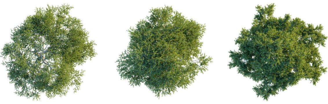 Juniperus oxycedrus tree plan, top view, cutout, transparent background, isolate, Lush green tree canopies offer vibrant natural texture and detail
