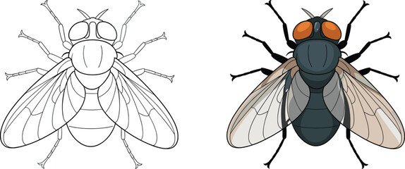 Detailed vector illustration of housefly insect with line art and colored version, isolated on white background for education, design, and biology