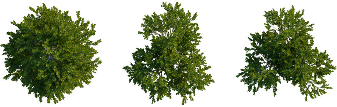 Laurus nobilis tree plan, top view, cutout, transparent background, isolate, Lush green trees from above for landscape design and architectural plans