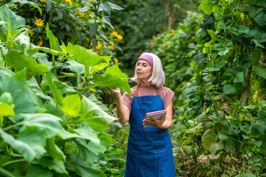 Senior woman inspecting plants using digital tablet in garden