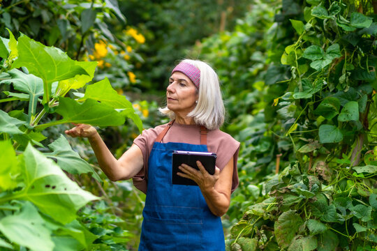 Senior woman monitoring organic garden plants with tablet