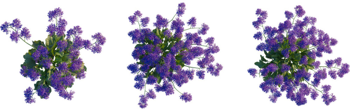 Limonium perezii tree plan, top view, cutout, transparent background, isolate, Stunning Verbena bonariensis plants for vibrant garden designs today