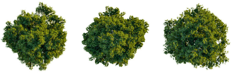 Pinus halepensis tree plan, top view, cutout, transparent background, isolate, Eye-level view of three lush green trees isolated for architectural design