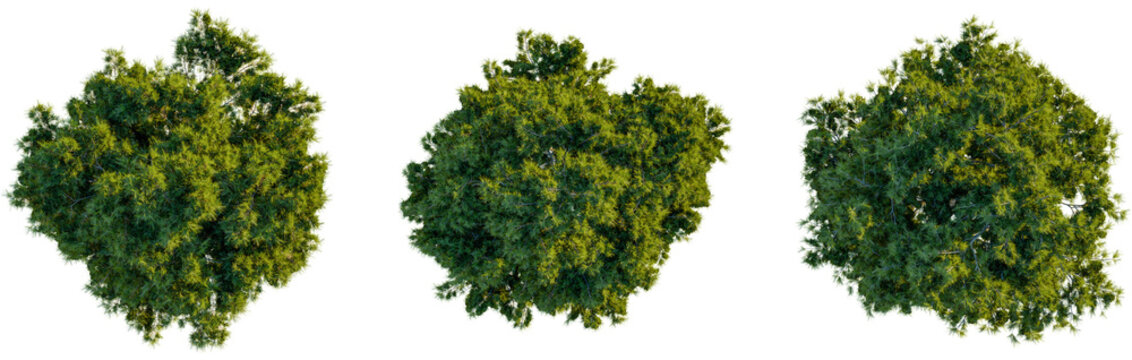Pinus halepensis tree plan, top view, cutout, transparent background, isolate, Eye-level view of three lush green trees isolated for architectural design