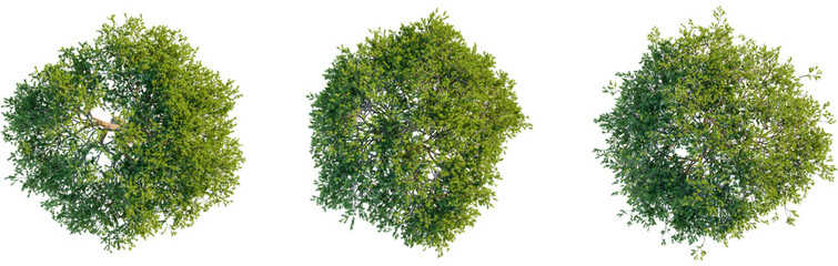 Pinus pinea tree plan, top view, cutout, transparent background, isolate, Lush green tree canopies from above bring natural elements to designs