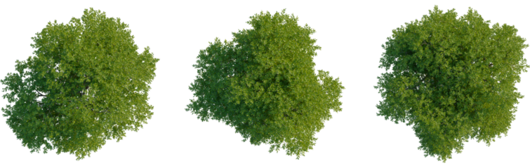 Pistacia lentiscus tree plan, top view, cutout, transparent background, isolate, Lush green tree canopy assortment for architectural visualizations
