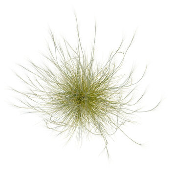 Stipa capillata tree plan, top view, cutout, transparent background, isolate, Elegant pampas grass plume blowing gently in wind, overhead nature view