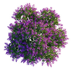 Syringa oblata tree plan, top view, cutout, transparent background, isolate, Vibrant purple flowers bloom on a lush Crape Myrtle tree overhead view © DH Tree Stock