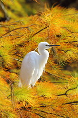 ラクウショウの紅葉とコサギ
