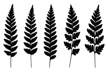 Various fern leaf silhouettes showcasing nature's intricate design in a minimalist style © PAPA STOCK