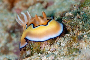 Goniobranchus Coi Nudibranch Showing Orange and White Pattern on Reef