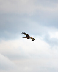 Frühlings-Wanderung zum Albishorn in Kanton Zürich