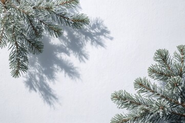 Obraz premium Delicate frosted evergreen branches casting soft shadows on white for a festive, tranquil holiday season design or winter background with space to create.