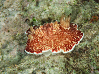 Goniobranchus Reticulatus Nudibranch with Distinctive Reticulated Pattern
