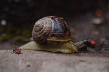 Snail crawling on the ground
