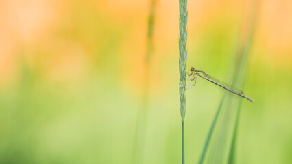 Dragonfyl on a plant