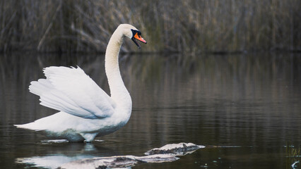Naklejka premium Portrait of a swan with a blurry background