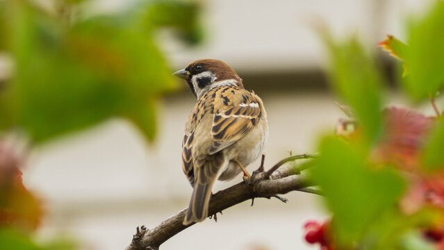 Telephoto of a sparrow with blurry bakground