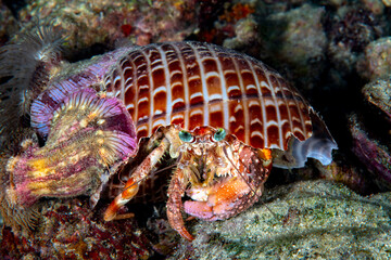 Hairy Hermit Crab Walking Across Sandy Reef Carrying Shell