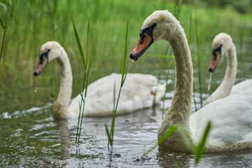 Portrait of a swan with a blurry background