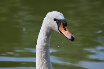 Portrait of a swan with a blurry background