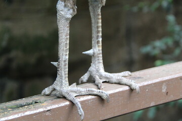Close-up detail of bird legs and claws standing on a wooden surface. The textured scales and sharp talons highlight the strength, structure, and natural anatomy of wild birds