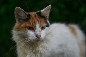 Portrait of a cat on a street with blurry background                               
