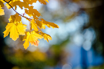Autumn background-yellow maple leaves in the city Park

