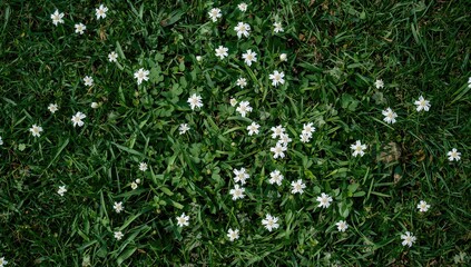 Naklejka premium Meadow adorned with white clover flowers, ideal for seasonal floral arrangements