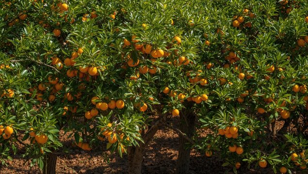 Bright orange fruits hanging on tree branches, vibrant harvest season