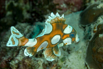 Harlequin Sweetlips Juvenile Swimming Over Coral Reef