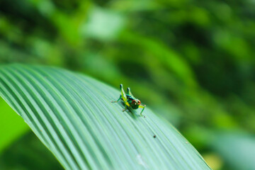 Tiny green grasshopper rests on a broad leaf in a lush tropical forest, showcasing nature's intricate details in a vibrant, natural setting.