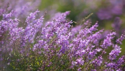 Fototapeta premium A Colorful Display of Purple Flowers, Aesthetic Appeal in Nature
