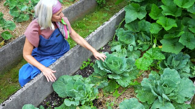 High angle view of a mature woman in overalls inspecting fresh green cabbages growing in raised garden beds, gently touching the leaves and checking for pests in her vegetable patch
