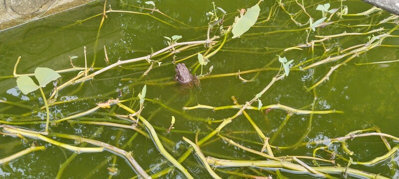 Frogs on a green leaf