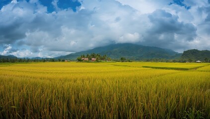 Fototapeta premium Over mountains and golden rice fields with modest wooden houses, erosion risk