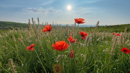 Vibrant Red Poppies and Chamomile, a Display of Seasonal Flora, Spring Blooms