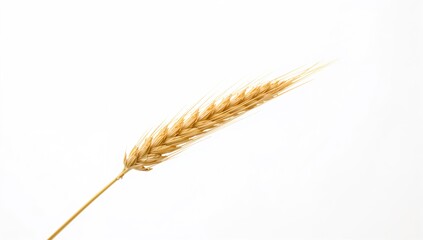 Wheat spikelets set against a white background, suitable for editorial header background