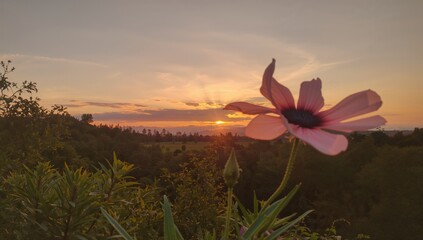 Vibrant floral arrangement, adding a refreshing touch to any setting