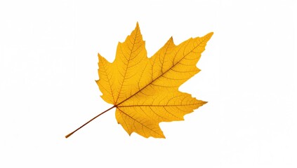 Fototapeta premium Yellow Maple Leaf on White Background, seasonal change