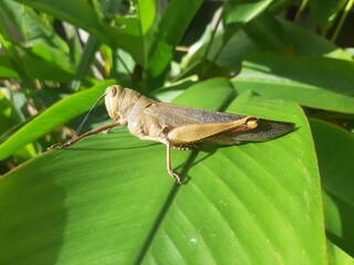 grasshopper on a leaf