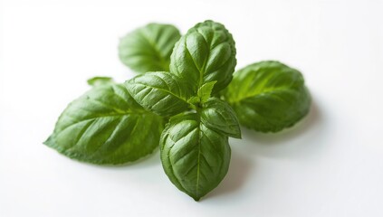 Fototapeta premium Fresh sweet basil leaves gathered in a hand, ideal for culinary garnishing
