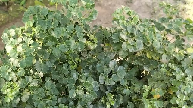 Beautiful green leaves footage clip, nature video clip, green bushes in the garden