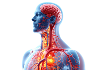 Untitled design - Full Body Cardiovascular System Diagram, Transparent PNG