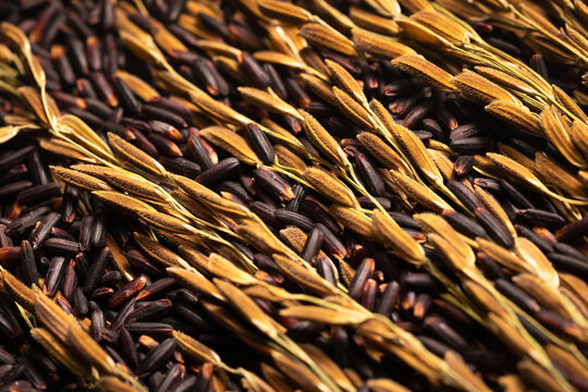 Close-up of rice ears and black rice. Black rice and rice ears are scattered together.	