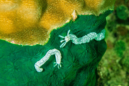 Lampert’s Sea Cucumber Resting on Tropical Coral Reef - Powered by Adobe