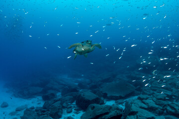 Obraz premium Sea turtle (Chelonia mydas) underwater in Tenerife, Canary Islands, Spain