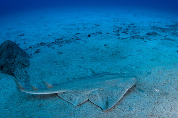 Angelshark (Squatina squatina) on the Atlantic seafloor, Tenerife, Canary Islands, Spain © Krzysztof Bargiel